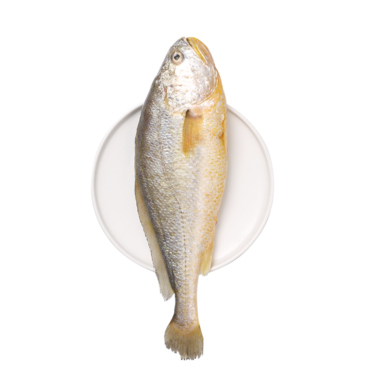岳海 国产鲜冻宁德大黄鱼 黄花鱼 500g 1条产地直供 生鲜 海鲜水产