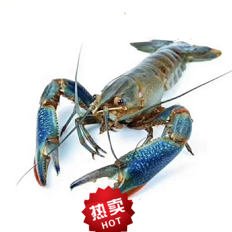 顺丰鲜活生鲜澳洲龙虾淡水澳龙生鲜淡水红螯小青龙虾澳龙活的净重五斤