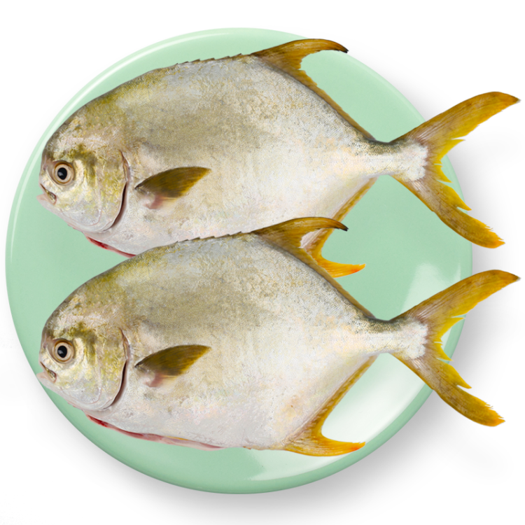 翔泰 冷冻海南二去金鲳鱼700g2条  生鲜鱼类 火锅食材 海鲜水产 光明服务菜管家商品 