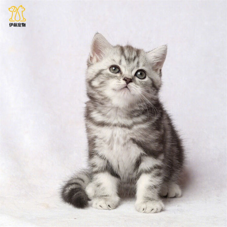 伊萌纯种美国短毛猫 美短猫幼猫活体美短虎斑猫加白起司猫矮脚美短折耳猫宠物猫咪银虎斑猫家养活体短毛猫血统级公 图片价格品牌评论 京东