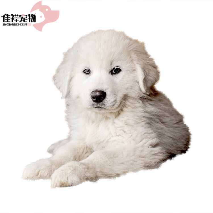 终身饲养指导 大白熊犬宠物狗狗活体大白熊幼犬大白熊幼犬幼崽精选a级公 图片价格品牌评论 京东