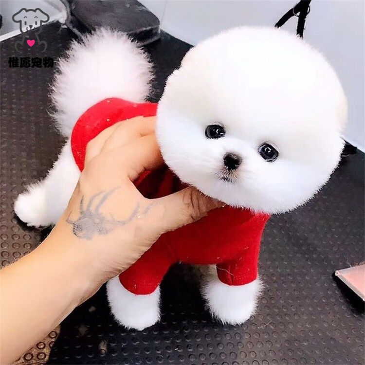 惟愿 博美犬活体幼犬 出售纯种长不大的茶杯犬博美 日系俊介犬活体玩具型小型狗博美犬纯白色狐狸犬宠物级公 图片价格品牌评论 京东