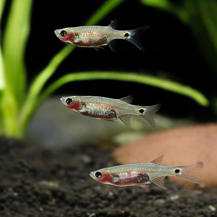 Jypet热带鱼观赏鱼龙须灯鱼除油膜工具鱼上层清洁鱼1 1 5厘米3条 图片价格品牌评论 京东