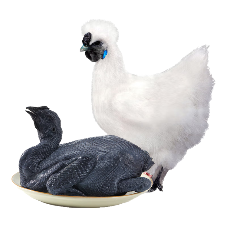 温氏 供港白凤乌鸡1.6斤 冷冻 月子鸡汤材料 100天以上 十全 乌骨鸡 菜管家商品