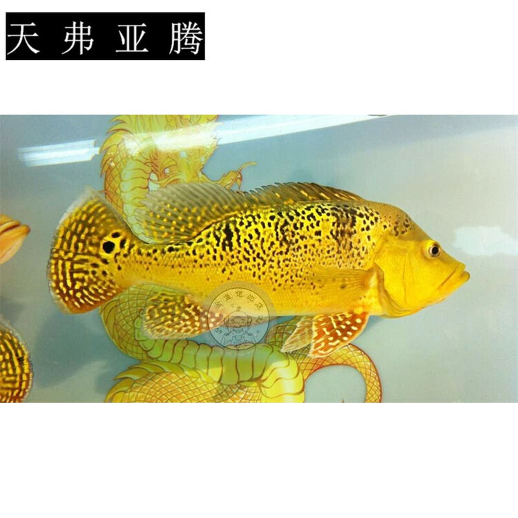 Double Yellow 大型观赏鱼黄金虫纹巴西亚蓝帆眼斑五间三间活体龙鱼配鱼三间17 19cm 图片价格品牌评论 京东 Double Yellow 大型观赏鱼黄金虫纹巴西亚蓝帆眼斑五间三间活体龙鱼配鱼三间17 19cm 图片价格品牌评论 京东