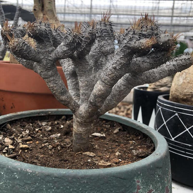 鬼棲阁鬼妻阁鬼切阁马岛块根珍奇植物大戟多肉植物好养仙人掌老桩奇艺花园 图片价格品牌评论 京东