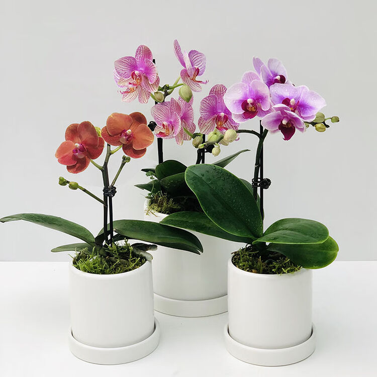 蝴蝶兰好养兰花洋兰年宵花绿植花卉小盆栽容易复花花期超长金童 粉黛 网纹粉蝶带盆栽好 图片价格品牌评论 京东