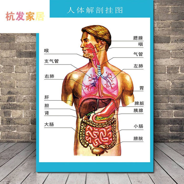 人体解剖图结构示意图人体内脏器官骨骼肌肉构造挂图全身解刨图片人体解剖挂图相纸 加厚不带胶覆膜防水 40x60 厘米 24 图片价格品牌评论 京东