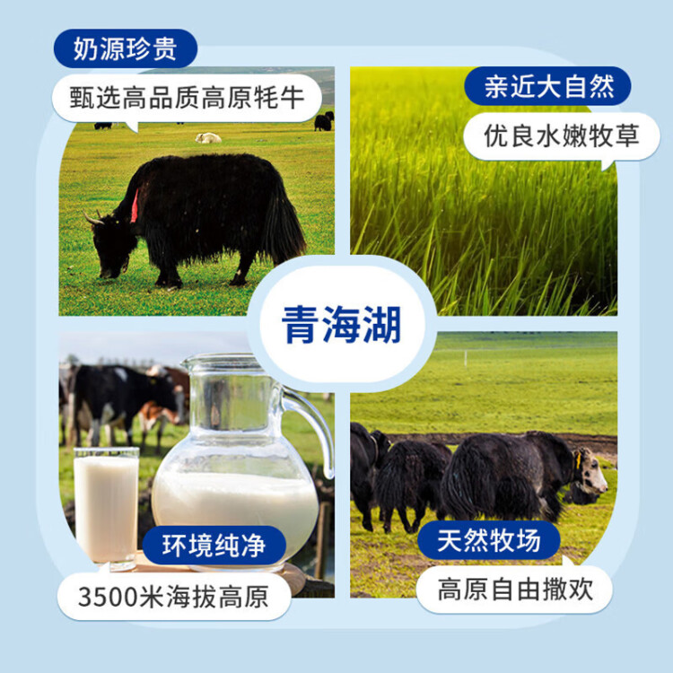 青海湖 鲜牛奶1L  含15%牦牛奶  鲜奶 低温奶 巴氏杀菌奶 无添加剂 光明服务菜管家商品 