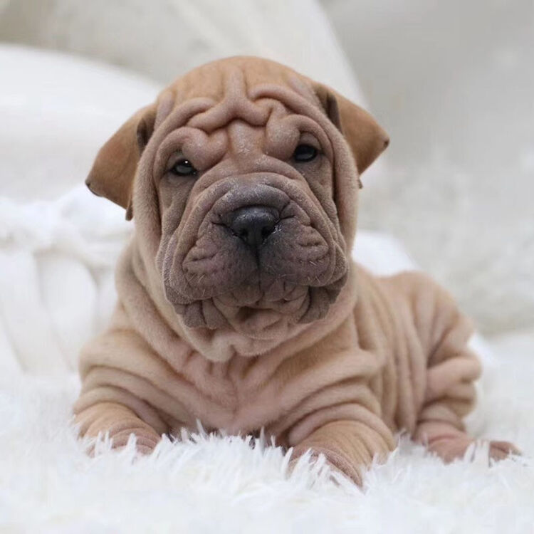 30天保障 纯种宠物狗狗沙皮狗幼犬活体沙皮犬宠物级公 图片价格品牌评论 京东