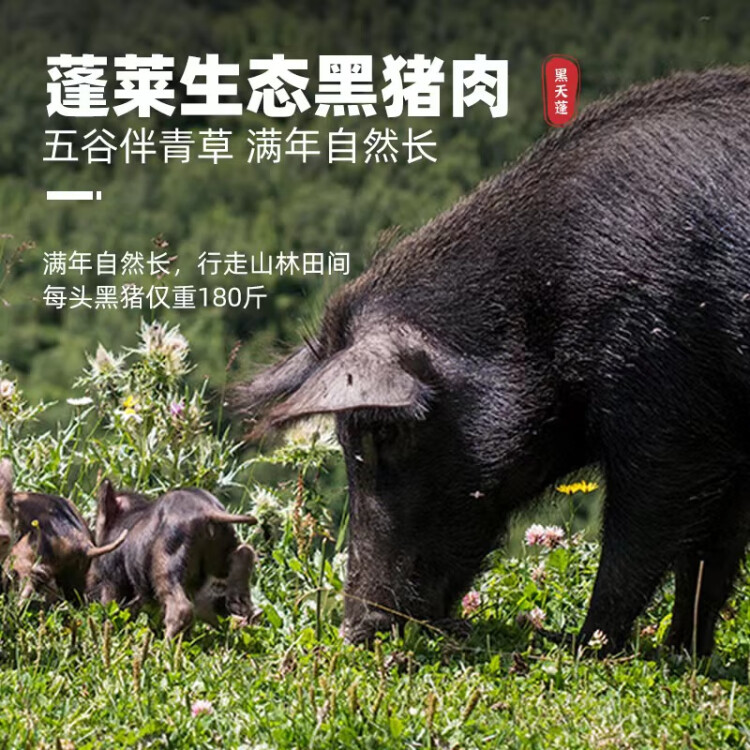 龍大肉食 黑豬排骨800g 蓬萊生態(tài)黑豬生鮮免切豬排骨紅燒燒烤煲湯低溫解凍 光明服務(wù)菜管家商品