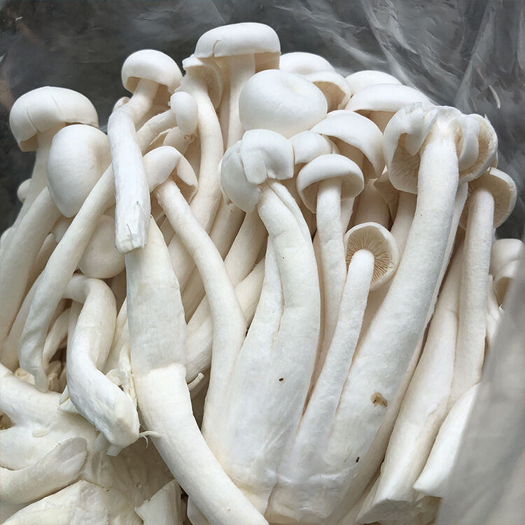 jd物流白玉菇新鲜大袋装4斤生鲜蔬菜整箱食用菌农家菜团建过年送礼送