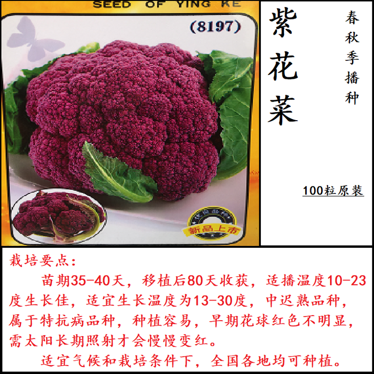 紫花菜种子国外进口品种紫色花椰菜种籽春秋季紫剑娇蔬菜种孑紫花菜100粒原装 图片价格品牌评论 京东