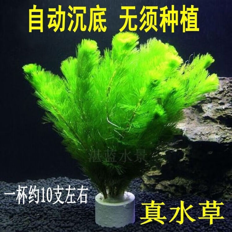 水草活体 真水草 好养耐活真水草植物绿菊鱼缸水草造景绿菊2杯支左右 带固定瓷环 图片价格品牌评论 京东