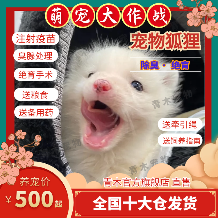 青木宠物 网红宠物家养狐狸幼崽活体活物熊猫狐冰岛狐雪狐白化火狐白狐赤色狐活物幼宠纯种犬科比狗亲人雪狐幼崽 图片价格品牌评论 京东