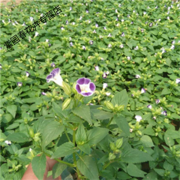 园艺盆栽地栽花卉鸡冠花苗孔雀草花苗一串红小花草小万寿菊小菊花苗夏堇紫色小苗2颗不含盆 图片价格品牌评论 京东