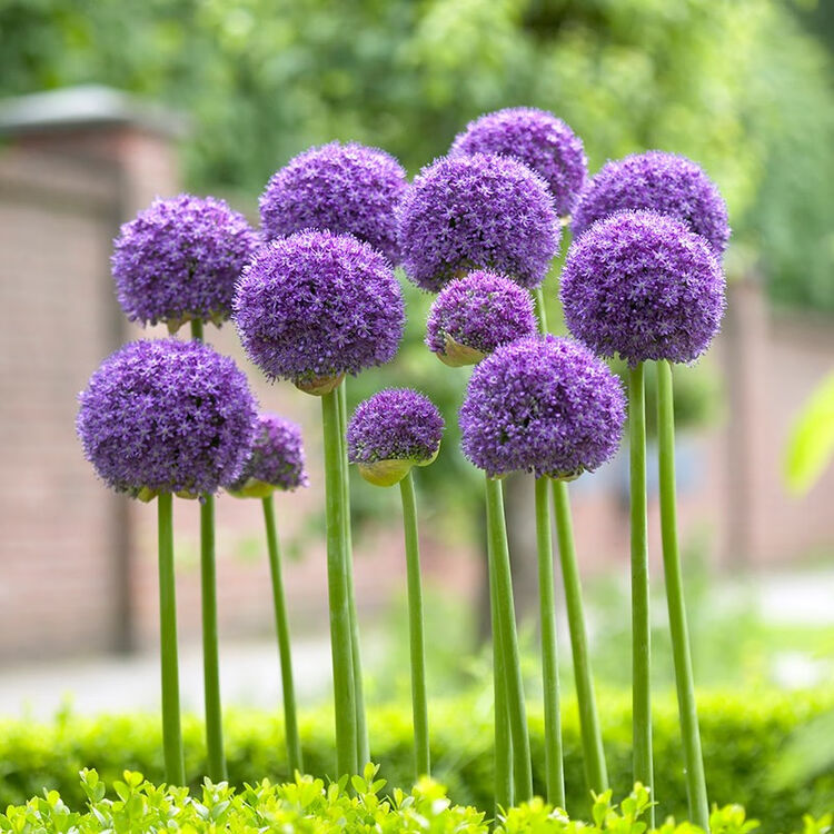 红豆 Hodo 千禧葱花葱大花球多年生易养花卉办公室内阳台庭院花园观赏花四季常绿带盆发货花葱 千禧葱 图片价格品牌评论 京东