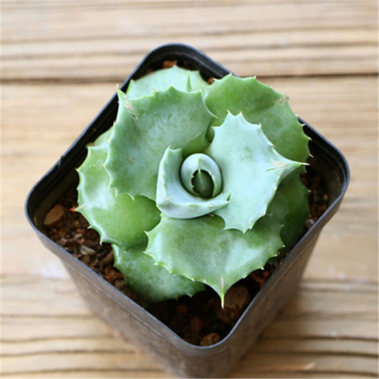 琉璃殿锦多肉植物盆栽硬叶十二卷皇帝龙鳞黄金玉露肉肉绿植花卉王妃雷神5cm 原盆原土 图片价格品牌评论 京东