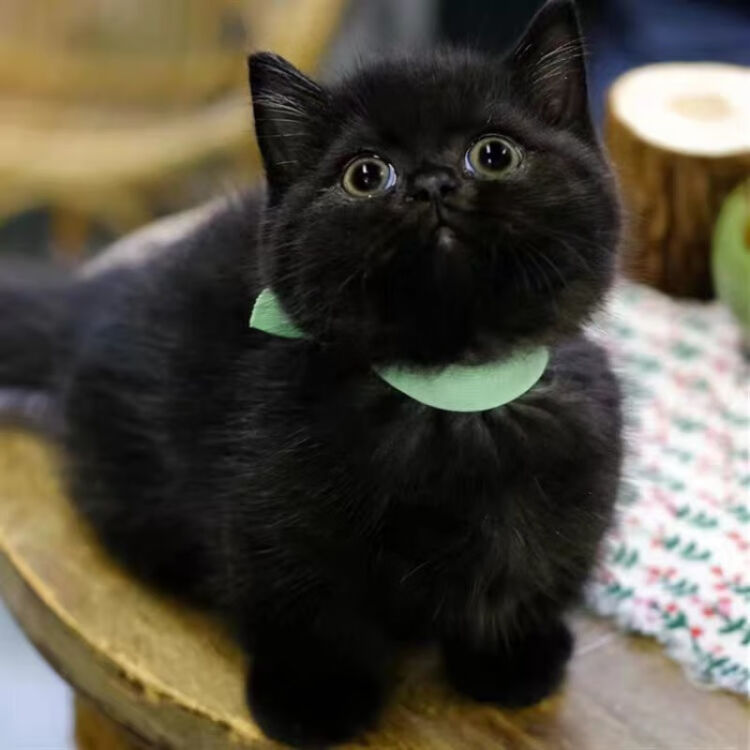 孟买猫纯种黑猫幼崽纯黑宠物活体英短黑煤球猫猫咪活物 图片价格品牌评论 京东