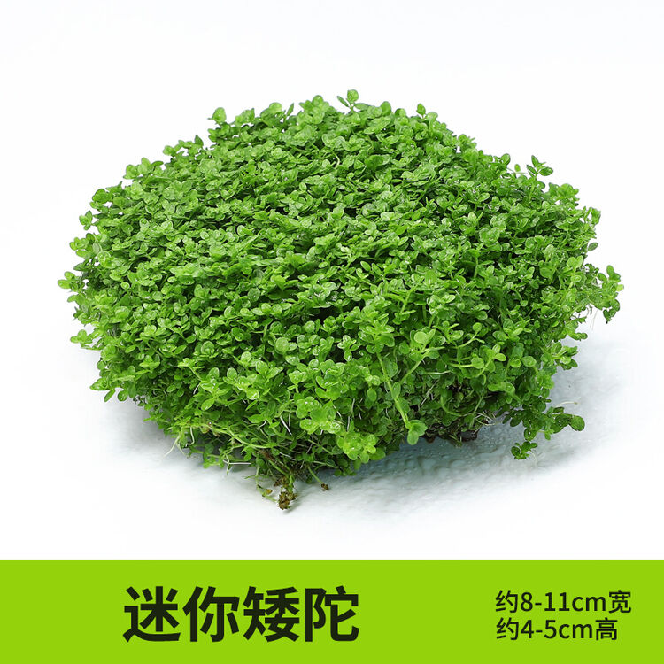绿伴鱼缸水草活体真水草缸造景套餐阴性植物金鱼草养鱼热带鱼水榕辣椒榕竹节草小型沉木树根水族箱装饰品 绿伴鱼缸水草活体真水草缸造景套餐阴性植物金鱼草养鱼热带鱼水榕辣椒榕竹节草小型沉木树根水族箱装饰品