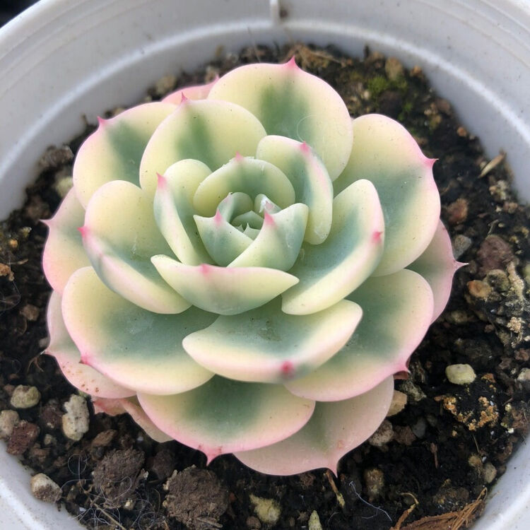 富士 凤凰 多肉植物 富士锦 凤凰锦 多肉锦网红盆栽玉蝶锦单头含原盆 图片价格品牌评论 京东