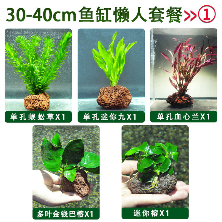 鱼缸水草活体易养懒人真水草装饰淡水植物沉木水榕水族箱造景石套餐30 40懒人套餐 图片价格品牌评论 京东