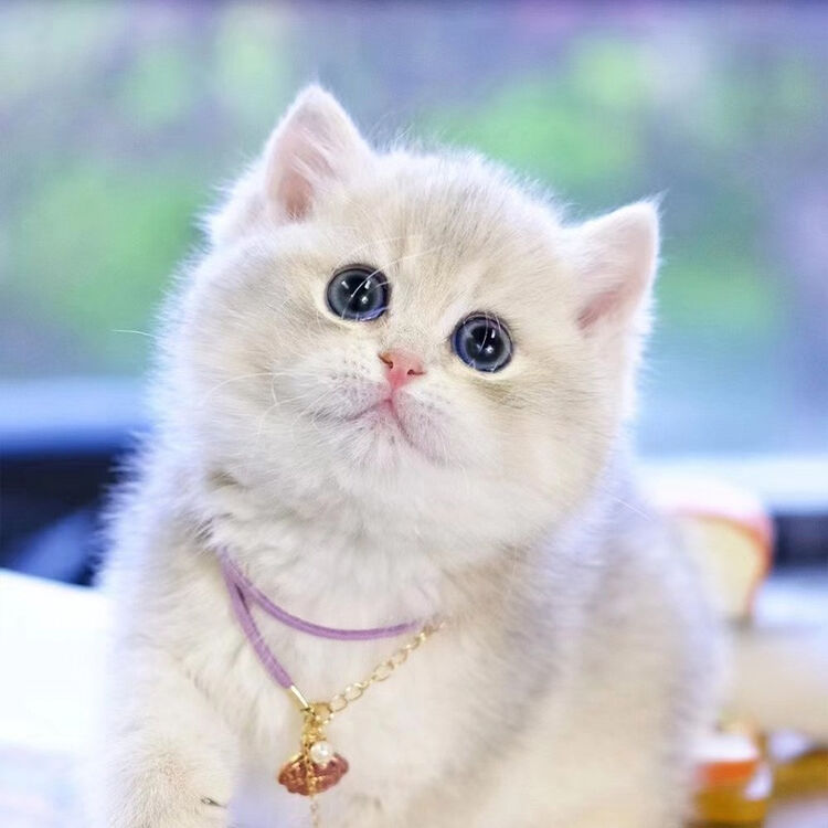 福汪英短蓝猫金渐层宠物猫幼崽猫咪活体英短银渐层蓝白英国短毛猫矮脚短腿幼猫英短蓝金渐层 宠物级 公 图片价格品牌评论 京东