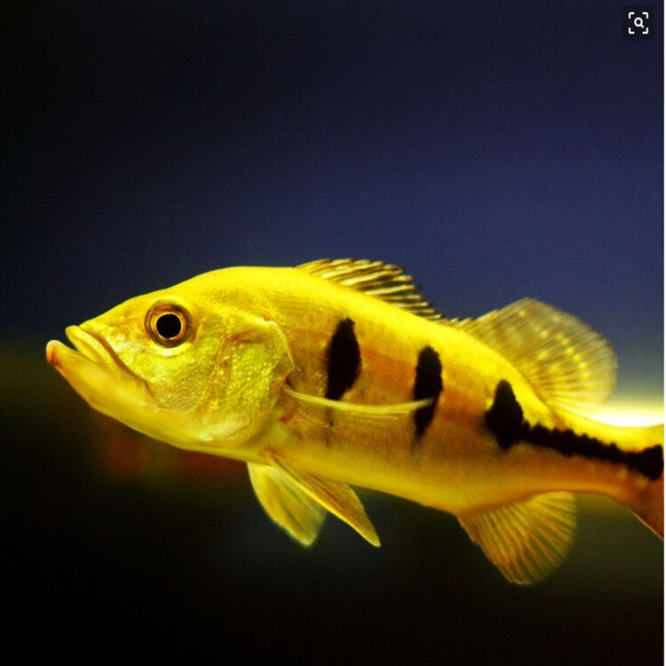 Kjhgf热带观赏鱼活体大型混养三间鱼凶猛肉食淡水宠物凶鱼好养的鱼13 15cm左右 图片价格品牌评论 京东