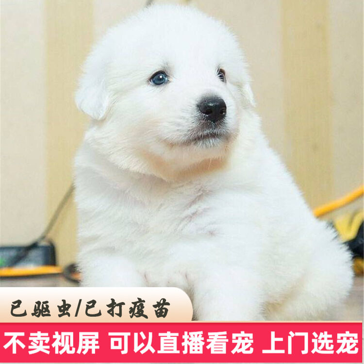 60天质保 大白熊犬宠物狗狗活体大白熊幼犬大白熊幼犬幼崽宠物级公 图片价格品牌评论 京东