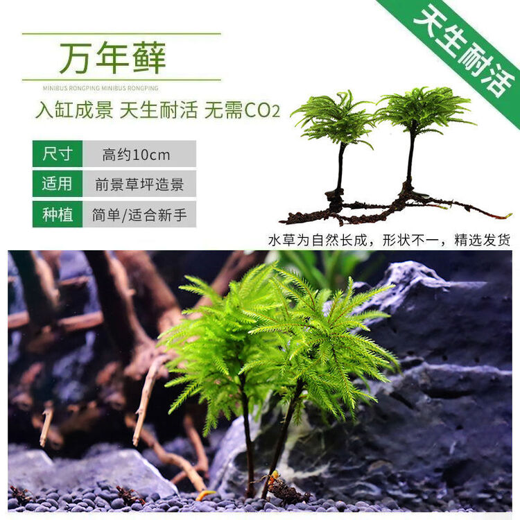 鱼缸水草鱼草万年藓水草活体耐活耐低温苔藓鱼缸水族箱生态瓶造景万年藓1棵 图片价格品牌评论 京东