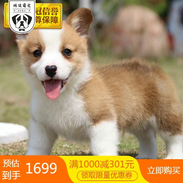 柯基犬活体柯基幼犬活体纯种宠物狗狗活体威尔士柯基犬柯基犬幼崽小型宠物级s级公 图片价格品牌评论 京东