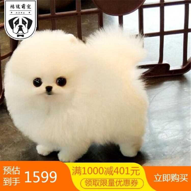 纯种博美犬幼犬活体纯白色长不大的茶杯犬玩具型迷你博美狗哈多利博美犬宠物狗狗日系宠物级s级公 图片价格