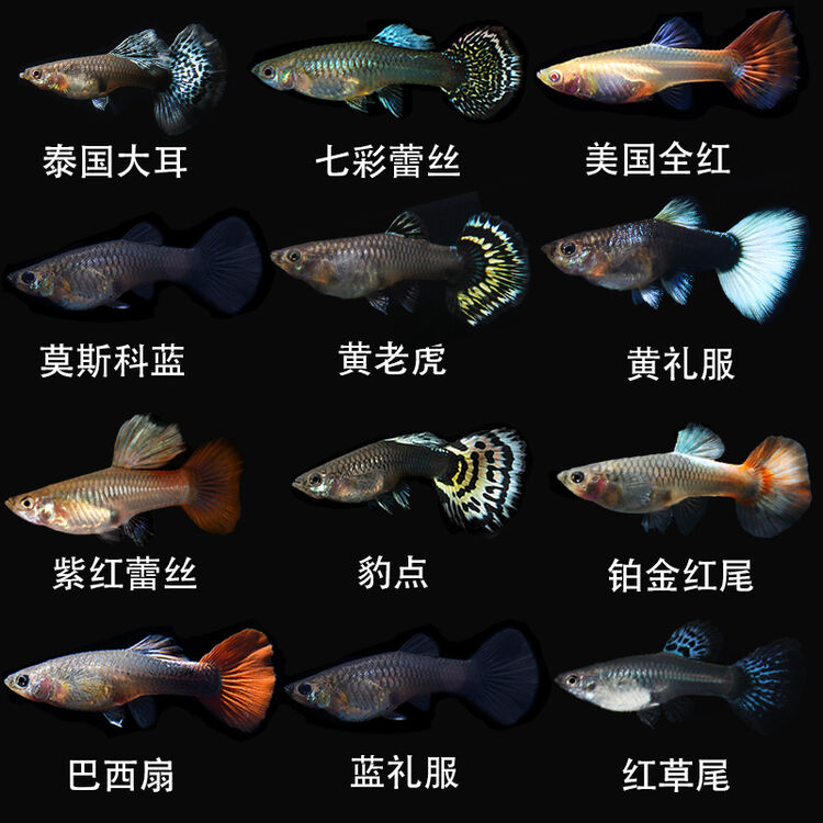 Kjhgf孔雀鱼孕母临产纯种小型热带观赏鱼苗大肚怀孕下崽狂魔凤尾胎生鱼白色图片自选3条孕母 图片价格品牌评论 京东