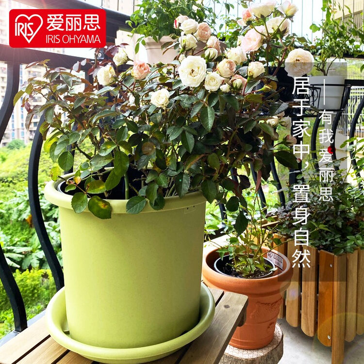 爱丽思彩色deepot浅型月季铁线莲花盆树脂花盆爱丽丝塑料花盆直径约