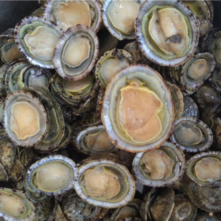 沢素湾旗舰店 新鲜鲜活将军帽螺 厚盏 斗嫁粒野生贝类【顺丰冷链发货