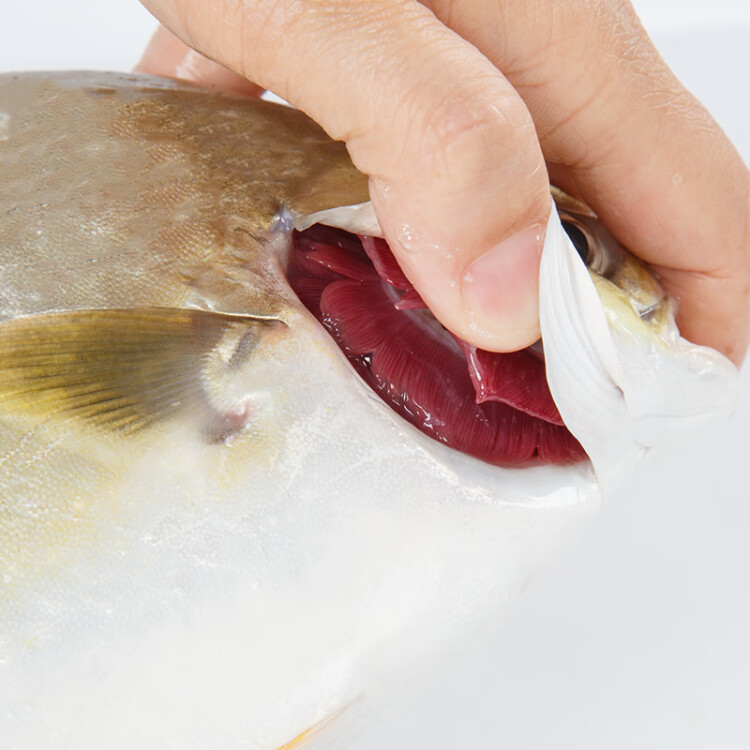 翔泰 冷冻海南大规格金鲳鱼550g1条 海鱼 生鲜鱼类 火锅 海鲜水产 光明服务菜管家商品 