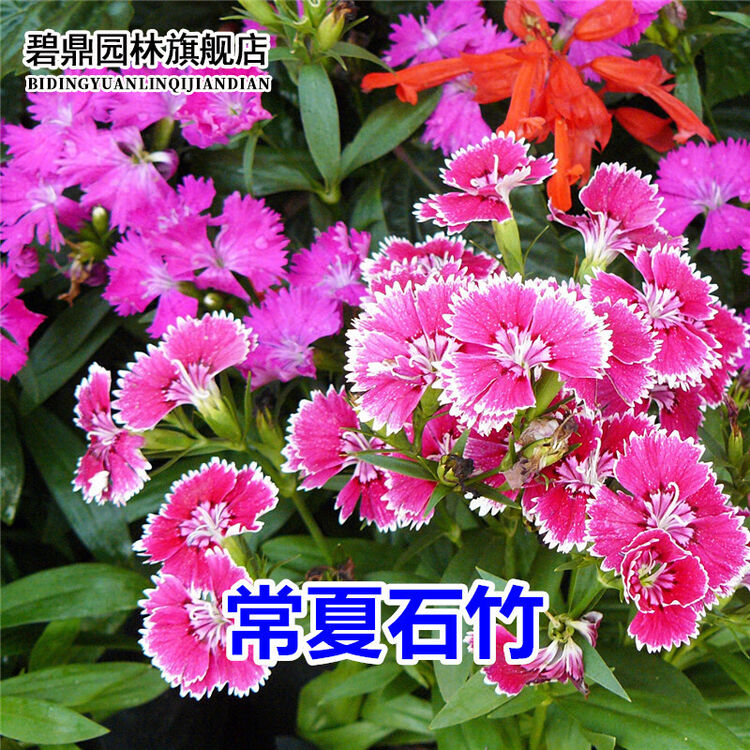 碧鼎常夏石竹花种子四季种易活花卉种子多年生地被石竹花籽矮生羽裂石竹种籽园林绿化花草种子庭院盆栽常夏石竹种子