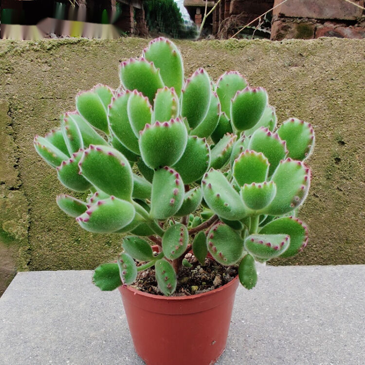 迎虞花苑超大熊童子老桩多肉植物熊爪子可爱萌肉肉室内绿植花卉清棚超大熊童子老桩裸根不带土 图片价格品牌评论 京东