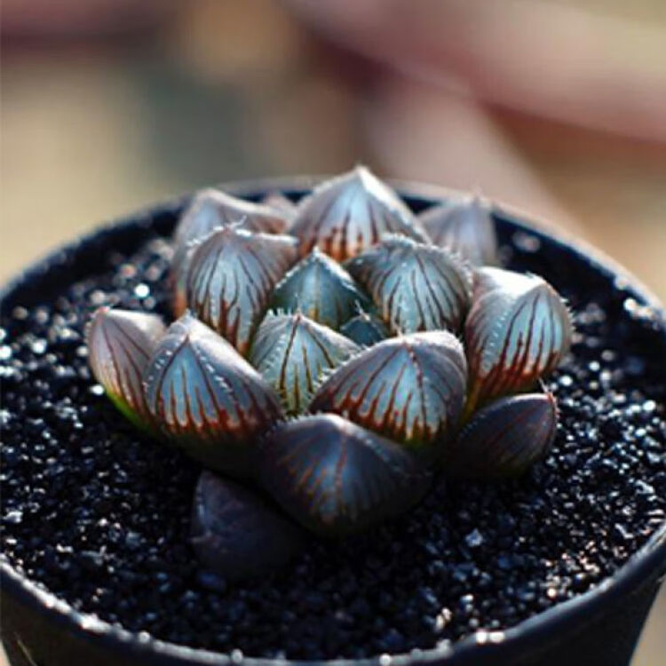 生石花新手套装生石花多肉植物屁股花石头花0 多芮蜜4颗赤线玉露2 4cm 图片价格品牌评论 京东