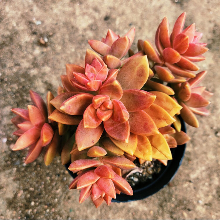 多肉植物盆栽铭月布丁超大多肉老桩四季好养室内阳台大型肉肉植物铭月老桩5 8头不含盆 图片价格品牌评论 京东