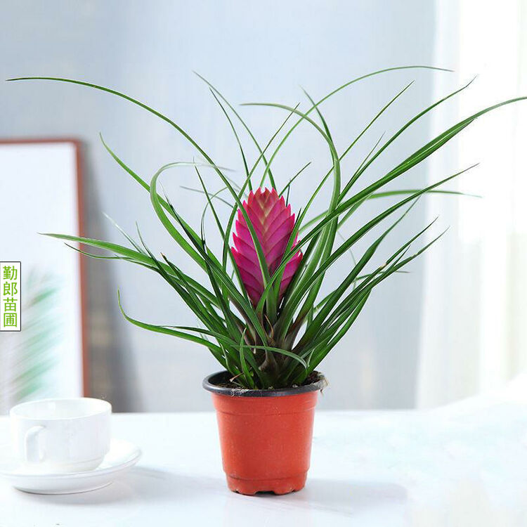 秋颖紫花凤梨铁兰花盆栽植物室内阳台花卉绿植办公室桌面水培植物盆景原土原盆 图片价格品牌评论 京东