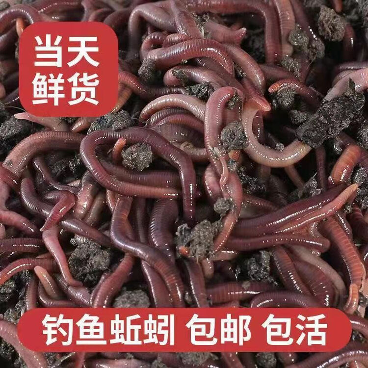 逆鲮迹蚯蚓活饵鲜活红蚯蚓垂钓鱼饵料秋冬鲢鳙草青鲫鲤鱼野钓鱼料鱼窝料 [活体蚯蚓]1盒【图片 价格 品牌 评论】-京东