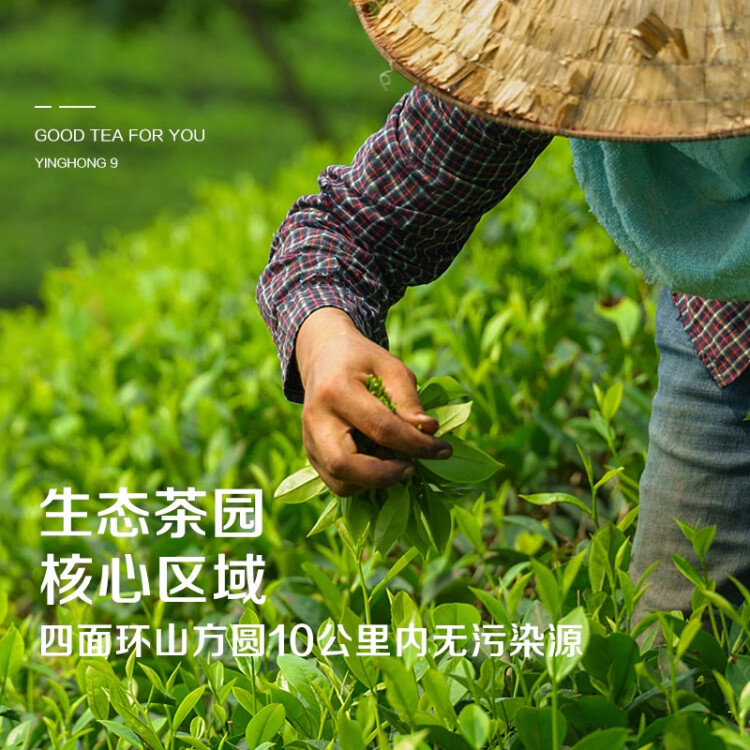 积庆里英红九号原产地大份量自饮口粮茶袋装红碎茶原叶小条300g 光明服务菜管家商品