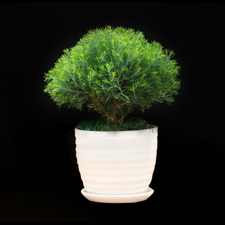 倾晨大蓬莱松球松刺柏绿植新奇盆栽办公室家居花卉盆景圆形白盆精品带球形含盆 图片价格品牌评论 京东 倾晨大蓬莱松球松刺柏绿植新奇盆栽办公室家居花卉盆景圆形白盆精品带球形含盆 图片价格品牌评论 京东
