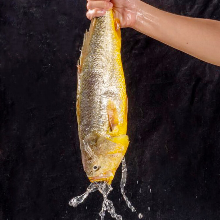 三都港 冷冻有机大黄鱼500g 黄花鱼 深海鱼 生鲜 鱼类 海产水产 光明服务菜管家商品 