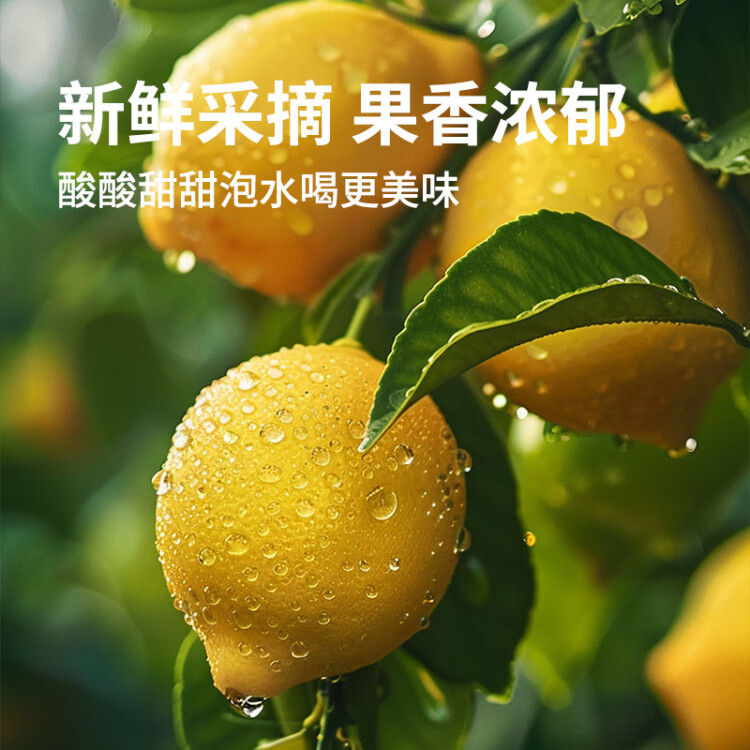 京鮮生 安岳黃檸檬 8粒 單果95-120g 生鮮水果 菜管家商品