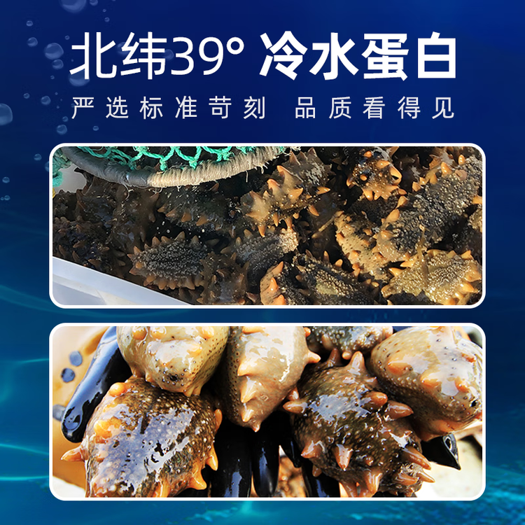 獐子岛 大连干海参100g 11-18头 底播辽刺参 海鲜水产淡干干货送礼礼盒 菜管家商品