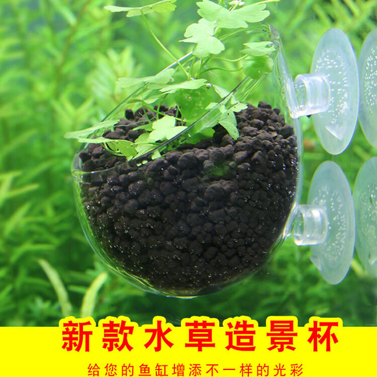 水草养育盆水草培育杯水草杯水草造景杯盆鱼缸装饰水族箱造景套餐玻璃水草饲育盆 图片价格品牌评论 京东