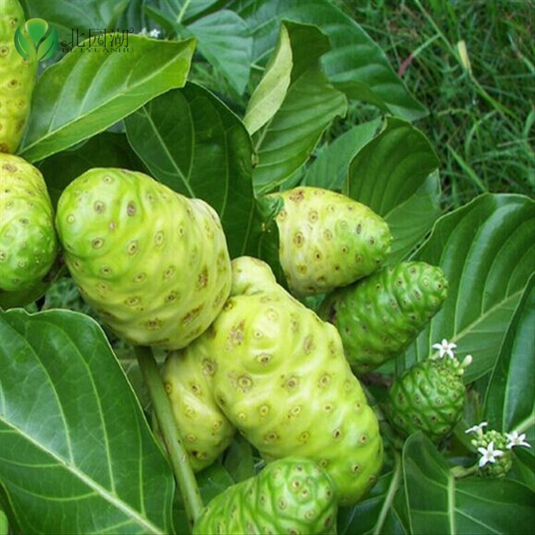 果树苗 诺丽果树苗诺丽鲜果树苗 诺丽果苗 南方北方庭院栽培 花盆栽