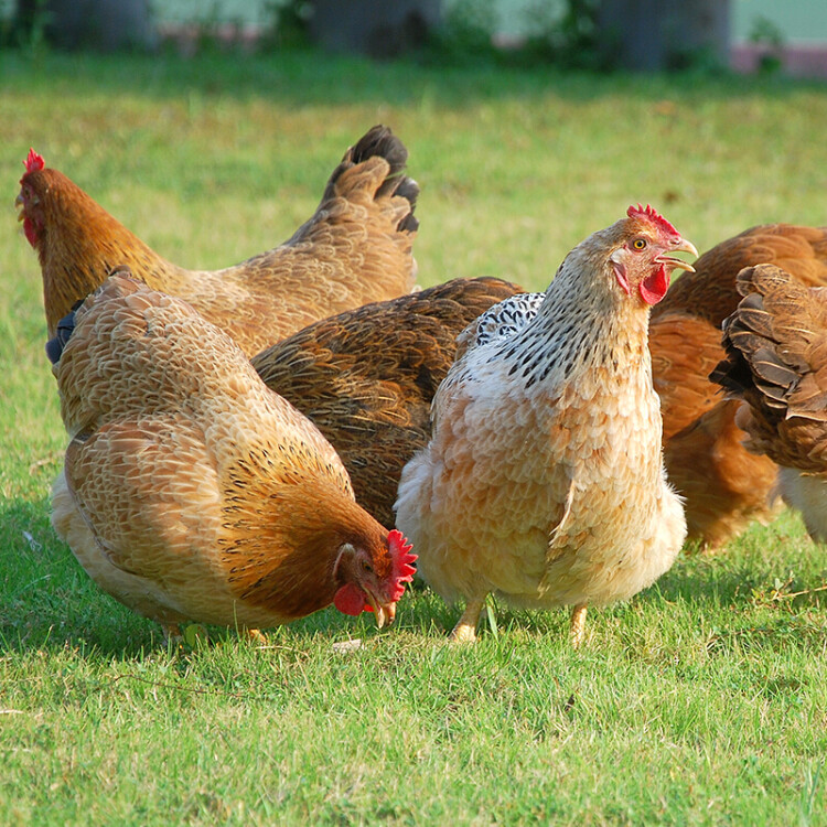 温氏 供港黄油鸡1.2kg 冷冻 农家土鸡母鸡走地鸡 慢养110天以上 光明服务菜管家商品 